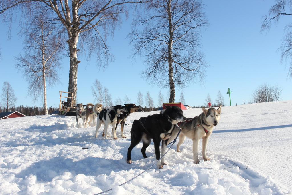 Nordic Lapland Frevisoren Båtskärsnäs Kültér fotó